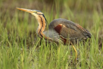 Purple Heron (Ardea purpurea) foraging, French Riviera, France