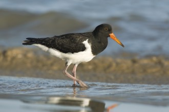 Pied Oystercatcher (Haematopus longirostris) juvenile foraging at shoreline, Victoria, Australia