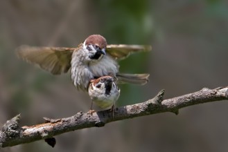Eurasian Tree Sparrow (Passer montanus) pair mating, Saxony-Anhalt, Germany