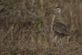White-bellied Bustard (Eupodotis senegalensis) male, Senegal
