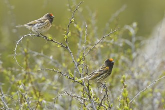 Red-fronted Serin (Serinus pusillus), Nigde, Turkey