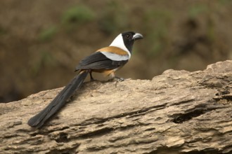 Collared Treepie (Dendrocitta frontalis), Yunnan, China
