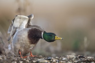 Mallard (Anas platyrhynchos) male stretching, Schleswig-Holstein, Germany