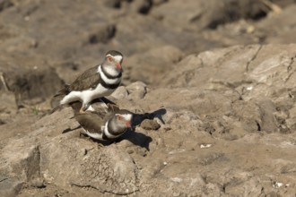 Driebandplevier, Three-banded Plover, Charadrius tricollaris