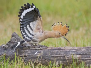 Eurasian Hoopoe (Upupa epops) perched on tree trunk, Aosta Valley, Italy