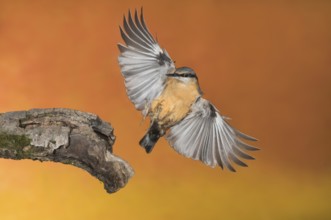 Eurasian Nuthatch (Sitta europaea) landing on a branch, Aosta Valley, Italy