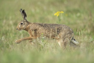 European Hare (Lepus europaeus) adult running in meadow, North Rhine-Westphalia, Germany