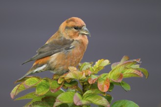 Common Crossbill - Fichtenkreuzschnabel - Loxia curvirostra ssp. curvirostra, Germany, adult male,