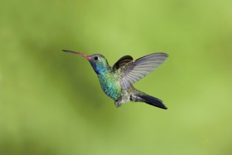 Broad-billed Hummingbird Cynanthus latirostris Santa Rita Mountains, Arizona, United States 18 May