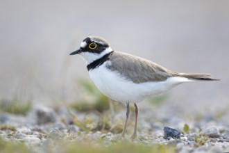 Little Ringed Plover (Charadrius dubius), Saxony-Anhalt, Germany