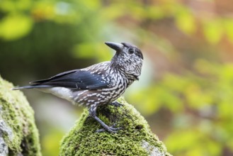 Nutcracker - Tannenhäher - Nucifraga caryocatactes ssp. caryocatactes, Germany, adult