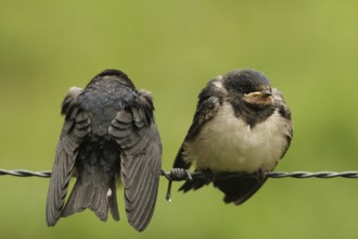 Barn Swallow (Hirundo rustica) juvenile, Lower Saxony, Germany