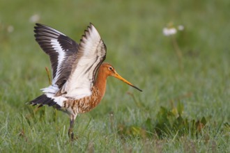 Black-tailed Godwit (Limosa limosa) flapping its wings, Netherlands
