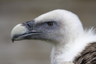 Griffon Vulture (Gyps fulvus), Castile, Spain