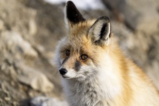 Tibetan red fox (Vulpes vulpes montana), Himalayas, Spitital, Kaza, Himachal Pradesh, India