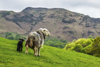 Sheep and farm in Lake District National Park, Coniston Water, Cumbria, England, United Kingdom