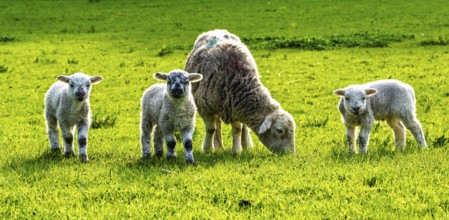 Sheep and farm in Lake District National Park, Coniston Water, Cumbria, England, United Kingdom
