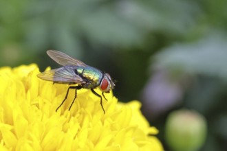 Bottle Fly (Lucilia caesar) on Tagetes or marigold (Tagetes sp.), macro photograph, Wilnsdorf,