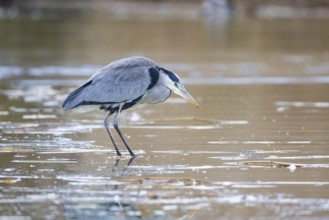 Grey heron (Ardea cinerea) Germany