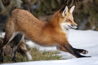 Red fox (vulpes vulpes), Fox standing on snow and stretchingw, Province of Quebec, Canada, North