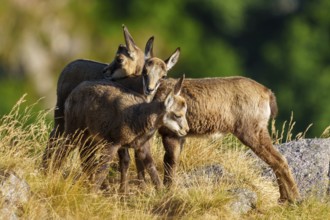 Three young chamois moving in a grassy, rocky environment surrounded by forest greenery, chamois,