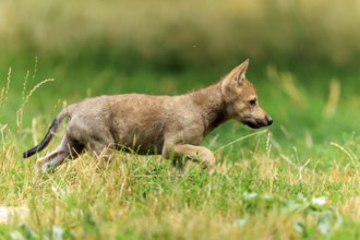 Wolf pup hunts attentively for something in the green meadow, Timberwolf, wolf, American wolf,