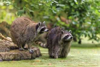 Two raccoons look attentively in a green, autumnal forest, raccoon (Procyon lotor), Germany