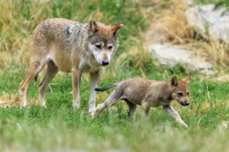 A wolf standing in the grass next to a playing puppy, Timberwolf, wolf, American wolf, (Canis lupus