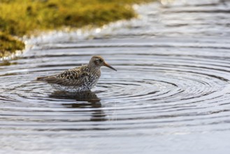 Black-legged stint (Calidris maritima) foraging, Aventdalen, Longyearbyen, Spitsbergen, Svalbard