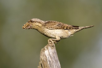 Eurasian Wryneck (Jynx torquilla), Navarra, Spain