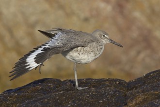 Willet (Tringa semipalmata), California, USA