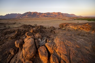 Desert landscape with Brandberg in the morning light, at sunrise, Erongo, Damaraland, Namibia