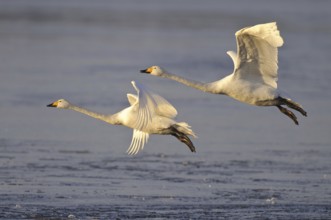 Whooper Swan (Cygnus cygnus) flying, Lower Saxony, Germany