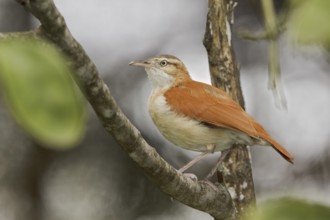 Pacific Hornero (Furnarius leucopus), Ecuador