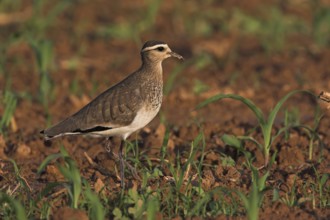 Sociable Lapwing (Vanellus gregarius), Oman
