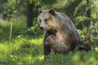 Eurasian Brown Bear (Ursus arctos) mother with cubs in forest, Finland