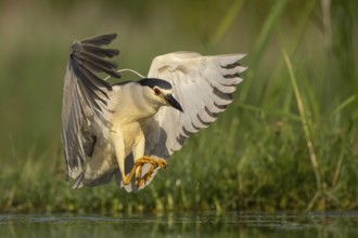 Black-crowned Night Heron (Nycticorax nycticorax) landing, Pusztaszer, Hungary