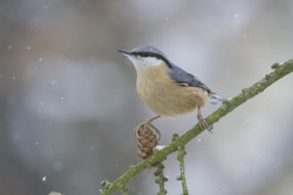 Eurasian Nuthatch (Sitta europaea), Saxony, Germany