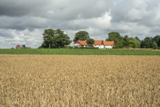 Field with ripe wheat at farm and heavy clouds in Ingelstorp, Ysads municipality, Skåne county,