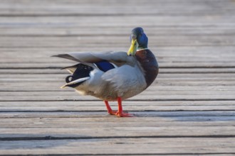 A mallard (Anas platyrhynchos) stands on a jetty at the Steinhuder Meer and looks into the camera,