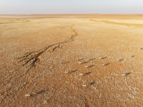 Gemsbok (Oryx gazella). Roaming an arid plain at the edge of the Namib Desert. Aerial view. Drone
