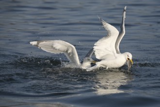 Herring gulls (Larus argentatus) fighting over a fish, Mecklenburg-Western Pomerania, Germany,