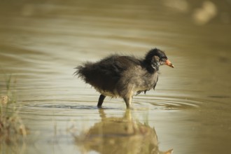 Green-footed moorhen (Gallinula chloropus) young bird foraging in the water in a gravel pit,