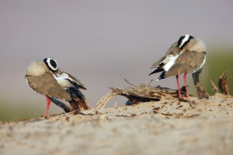 Crowned Lapwing (Vanellus coronatus), Namibia