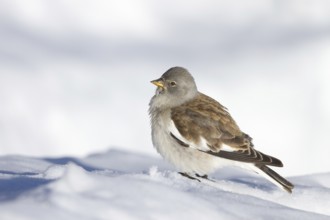 White-winged Snowfinch (Montifringilla nivalis), St. Gallen, Switzerland