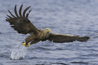 White-tailed Eagle (Haliaeetus albicilla) flying, Nord-Trondelag, Norway