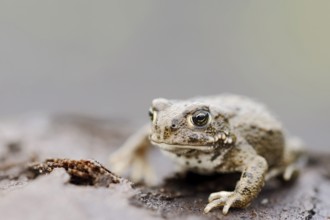 Natterjack toad (Epidalea calamita, Bufo calamita), North Rhine-Westphalia, Germany