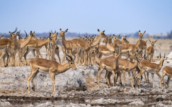 Herd of impala (Aepyceros melampus) at a waterhole, black heeler antelope, Nxai Pan National Park,
