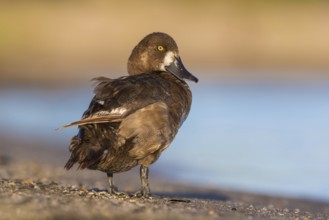 Greater Scaup (Aythya marila) female, Poland