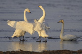 Whooper Swan (Cygnus cygnus), Lower Saxony, Germany